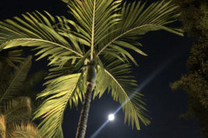 Moonlight and Palm Trees