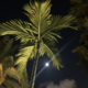 Moonlight and Palm Trees